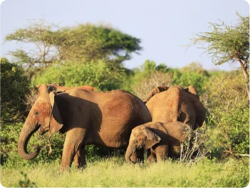 Yala National Park